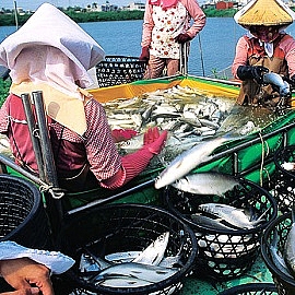 彌陀區—台灣虱目魚和皮影戲的故鄉